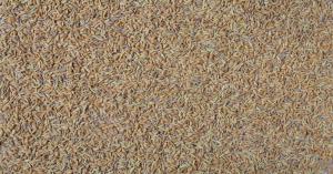 10 जून मंडी भाव: जीरा बेचने से पहले यह रिपोर्ट ज़रूर पढ़ें, नहीं तो हो सकता है नुकसान!